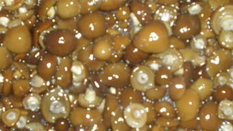 盐渍滑子菇,盐渍滑子菇生产厂家,盐渍滑子菇价格