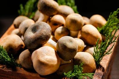 食用菌市场分析:哪些菇类销量好?行情怎么样?