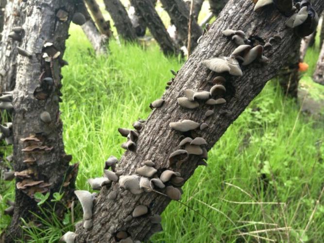 菌种黑木耳种植二级食用菌栽培种种椴木木头母种食用菌菌种