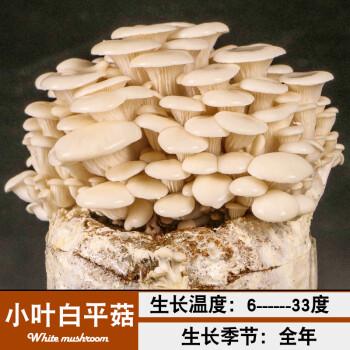 蘑菇菌包菌种种植包平菇灵芝木耳自种菇种家庭室内香菇菌菇食用菌白
