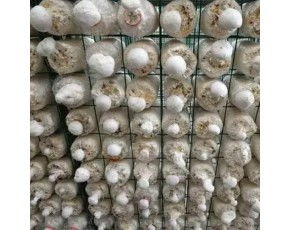 平菇立体栽培架子 上门安装 食用菌出菇网架 蘑菇养殖网片